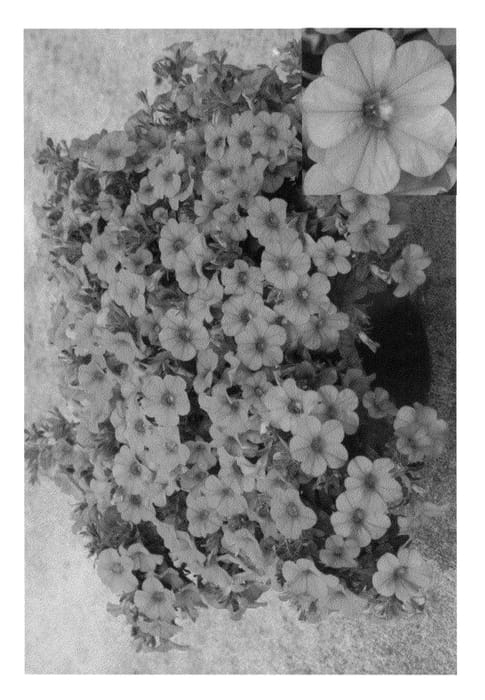 Figure 1 of US plant patent PP22422, the photograph of Cal Roosall printed in the patent.