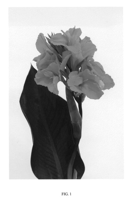 Figure 1 of US plant patent PP22423, the photograph of Orange Chocolate printed in the patent.