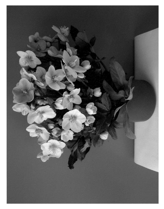 Figure 1 of US plant patent PP22424, the photograph of COSEH 790 printed in the patent.