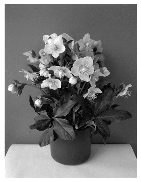 Figure 1 of US plant patent PP22425, the photograph of COSEH 800 printed in the patent.