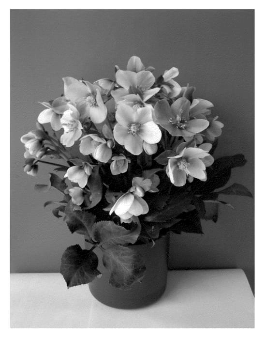 Figure 1 of US plant patent PP22426, the photograph of COSEH 780 printed in the patent.