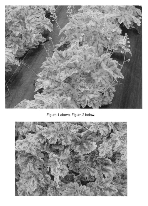 Figure 1 of US plant patent PP22427, the photograph of Solar Power printed in the patent.