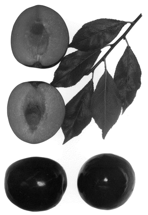 Figure 1 of US plant patent PP22428, the photograph of Fall Fiesta printed in the patent.
