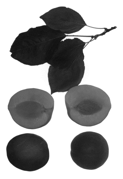 Figure 1 of US plant patent PP22429, the photograph of Bella Rose printed in the patent.