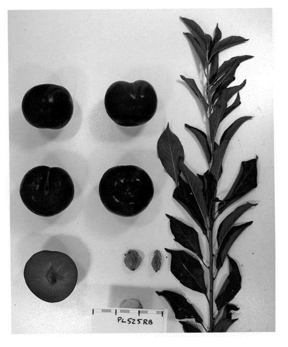 Figure 1 of US plant patent PP22430, the photograph of Suplumfortyone printed in the patent.