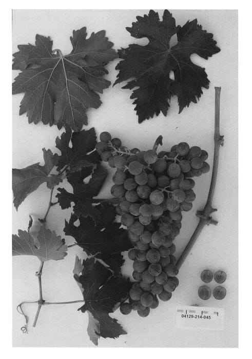 Figure 1 of US plant patent PP22431, the photograph of Sugrathirtyeight printed in the patent.