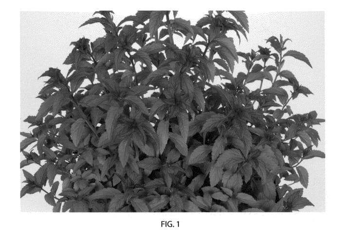 Figure 1 of US plant patent PP22432, the photograph of Denistar printed in the patent.