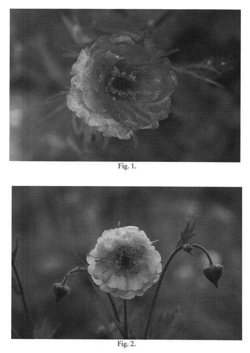 Figure 1 of US plant patent PP22433, the photograph of Mai Tai printed in the patent.