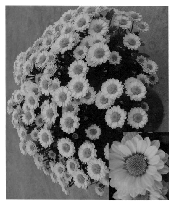Figure 1 of US plant patent PP22435, the photograph of Synyel Lucien printed in the patent.