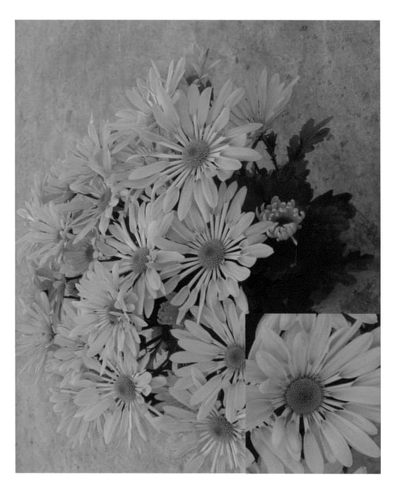 Figure 1 of US plant patent PP22436, the photograph of Syngold Emporia printed in the patent.