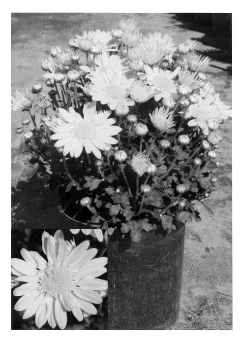Figure 1 of US plant patent PP22437, the photograph of Synberna Yel printed in the patent.