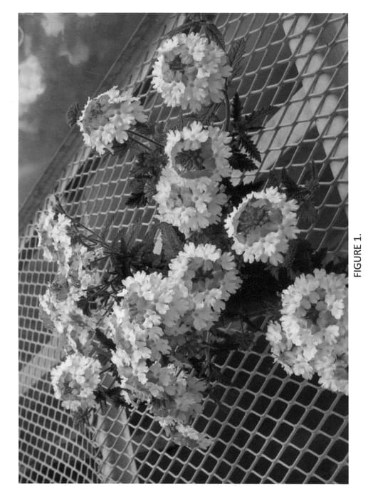 Figure 1 of US plant patent PP22438, the photograph of Flagdena printed in the patent.