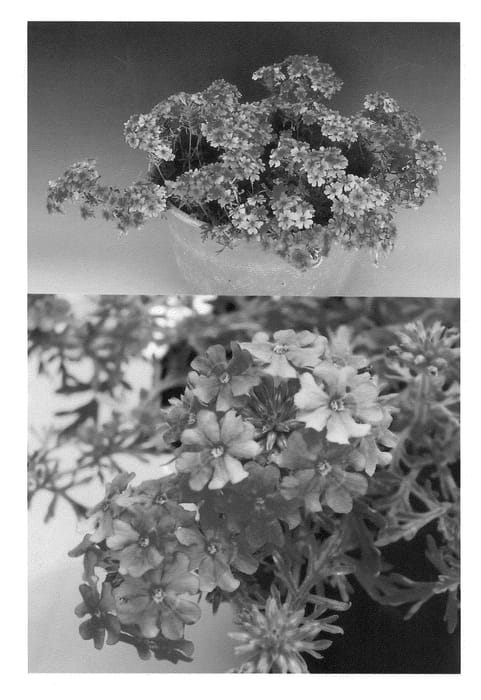 Figure 1 of US plant patent PP22439, the photograph of Suntapikopin printed in the patent.
