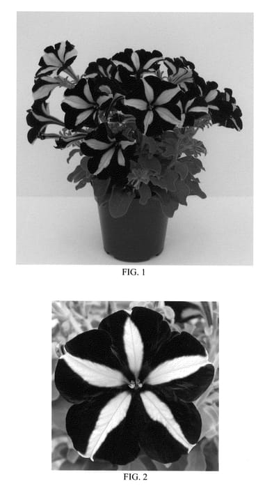 Figure 1 of US plant patent PP22440, the photograph of Balpephan printed in the patent.