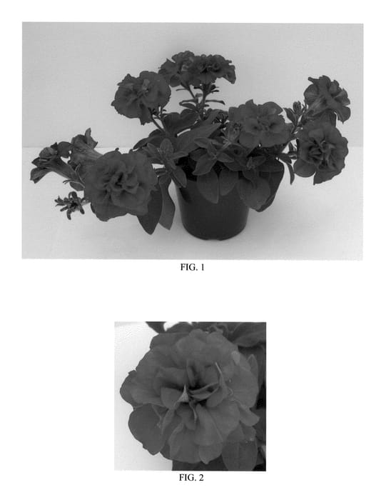 Figure 1 of US plant patent PP22441, the photograph of Kirimaji Double Red printed in the patent.