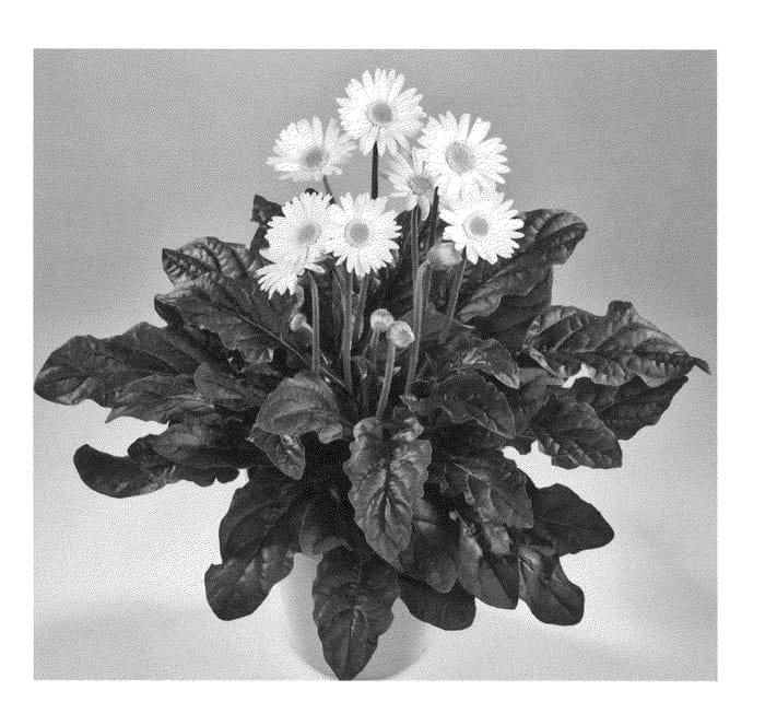 Figure 1 of US plant patent PP22442, the photograph of Garsylvana printed in the patent.