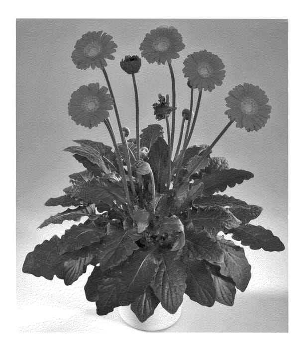 Figure 1 of US plant patent PP22443, the photograph of Garrachel printed in the patent.