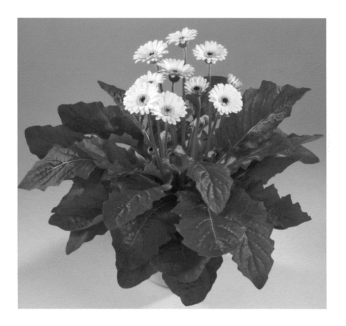 Figure 1 of US plant patent PP22444, the photograph of Garnikki printed in the patent.