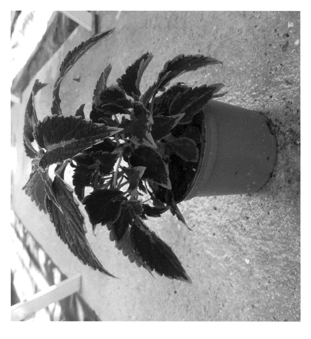 Figure 1 of US plant patent PP22445, the photograph of Mos Lavred printed in the patent.