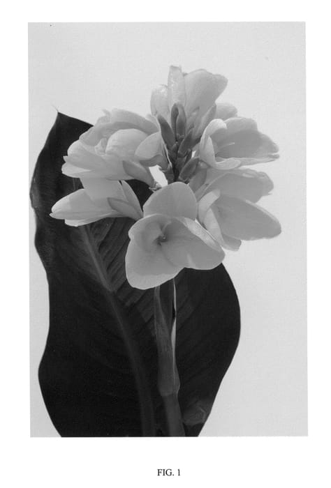 Figure 1 of US plant patent PP22446, the photograph of CHOCOLATE SUNRISE printed in the patent.