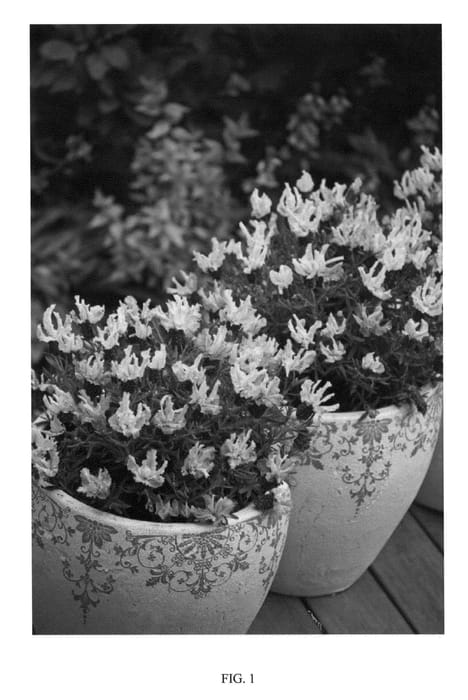 Figure 1 of US plant patent PP22447, the photograph of Sweetberry Ruffles printed in the patent.