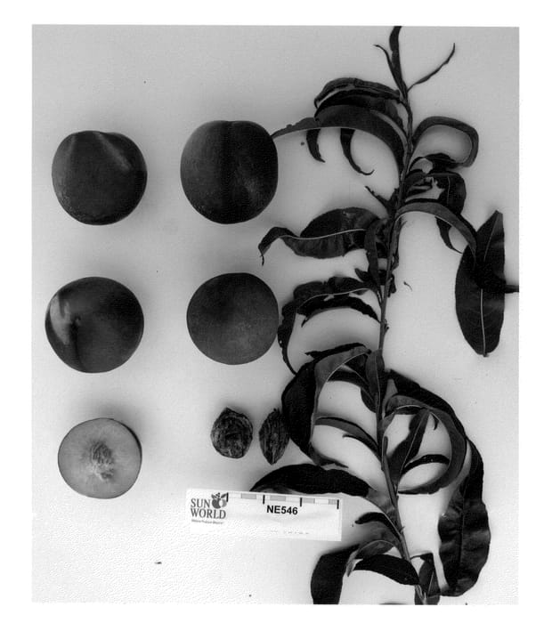 Figure 1 of US plant patent PP22448, the photograph of Sunectwentytwo printed in the patent.
