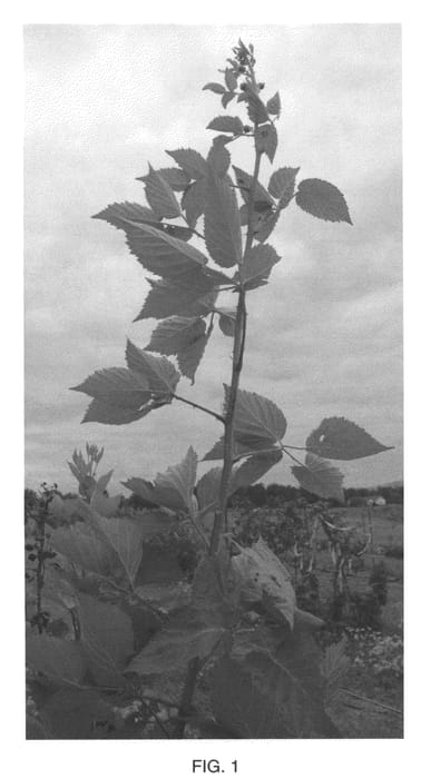 Figure 1 of US plant patent PP22449, the photograph of APF-45 printed in the patent.