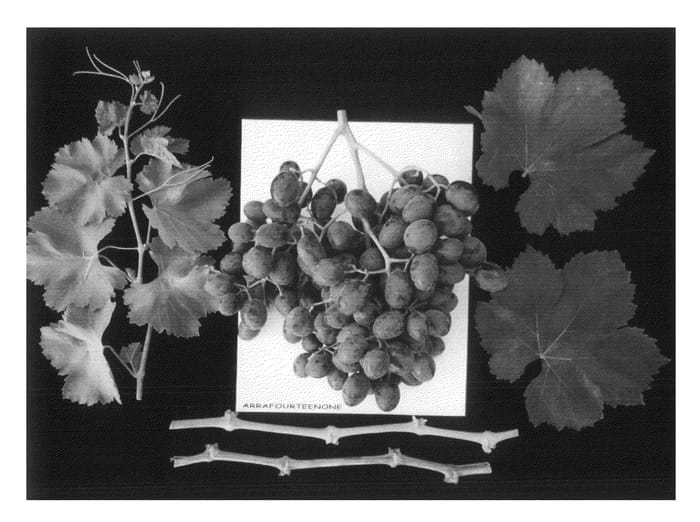 Figure 1 of US plant patent PP22450, the photograph of ARRAFOURTEENONE printed in the patent.