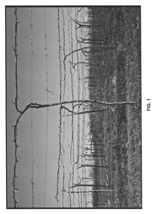 Figure 1 of US plant patent PP22451, the photograph of Prophecy printed in the patent.
