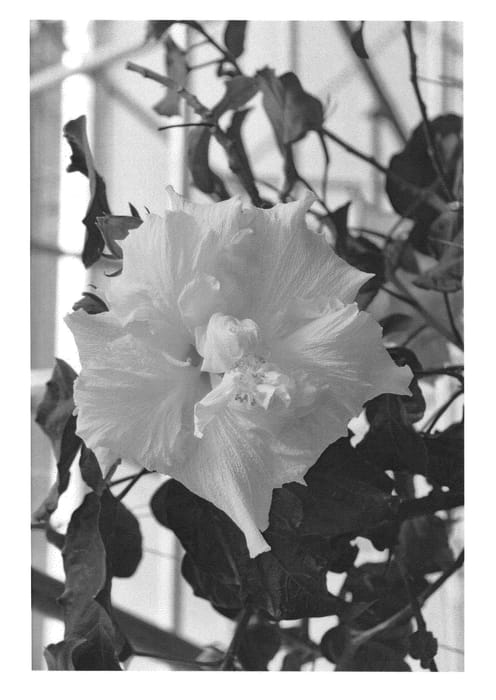 Figure 1 of US plant patent PP22452, the photograph of DUP-SFFM printed in the patent.