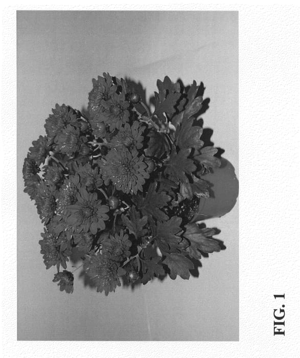 Figure 1 of US plant patent PP22453, the photograph of Zanmudeep printed in the patent.