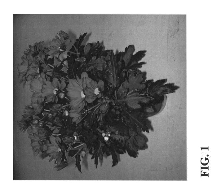 Figure 1 of US plant patent PP22454, the photograph of Zanmulisa printed in the patent.