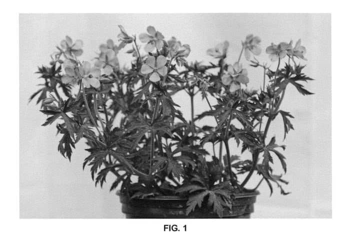 Figure 1 of US plant patent PP22455, the photograph of Midnight Blues printed in the patent.