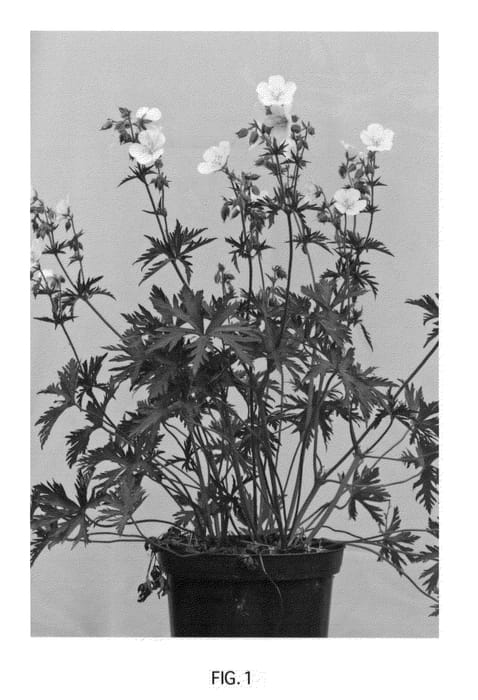 Figure 1 of US plant patent PP22456, the photograph of Midnight Clouds printed in the patent.