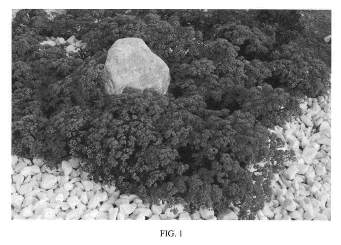 Figure 1 of US plant patent PP22457, the photograph of Razzleberry printed in the patent.