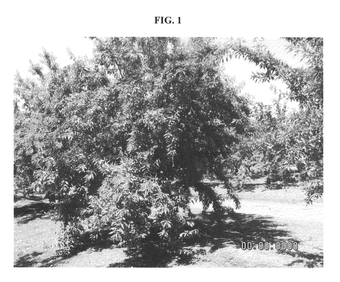 Figure 1 of US plant patent PP22458, the photograph of Matan printed in the patent.