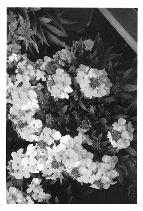 Figure 1 of US plant patent PP22460, the photograph of Inneryrysistar printed in the patent.