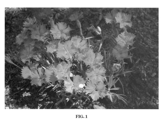 Figure 1 of US plant patent PP22461, the photograph of Hope printed in the patent.