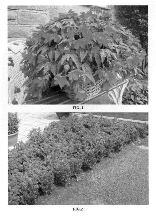 Figure 1 of US plant patent PP22462, the photograph of Yamina printed in the patent.