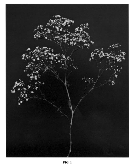 Figure 1 of US plant patent PP22463, the photograph of Pearl Blossom printed in the patent.