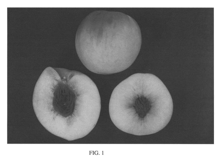 Figure 1 of US plant patent PP22464, the photograph of White Diamond printed in the patent.