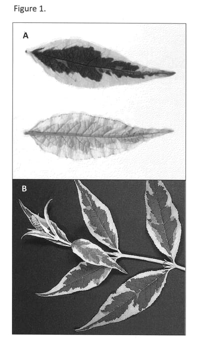 Figure 1 of US plant patent PP22465, the photograph of Summer Skies printed in the patent.