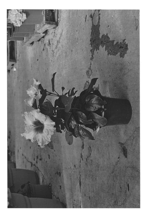Figure 1 of US plant patent PP22466, the photograph of DUP-LMF printed in the patent.