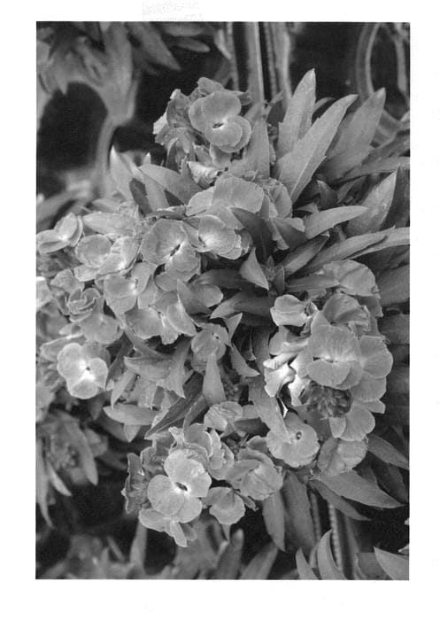 Figure 1 of US plant patent PP22467, the photograph of Innerywinorch printed in the patent.