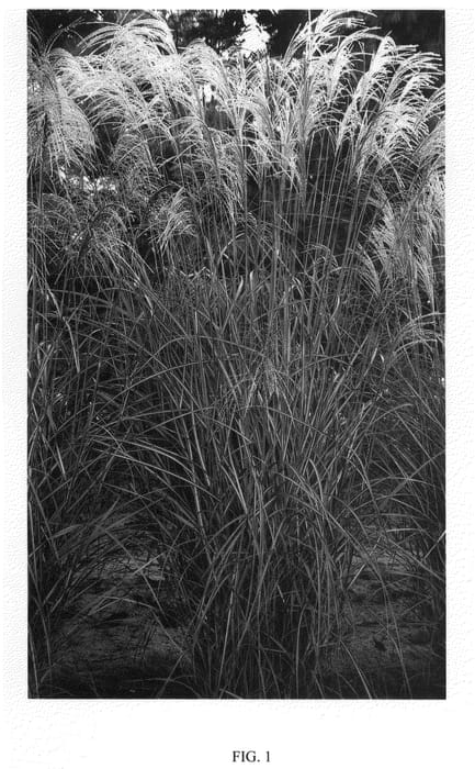 Figure 1 of US plant patent PP22468, the photograph of Huron Star printed in the patent.