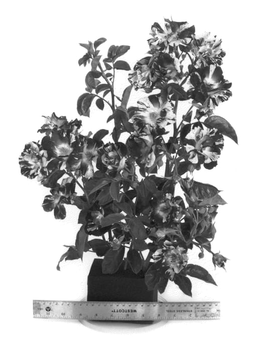 Figure 1 of US plant patent PP22469, the photograph of WEKspitrib printed in the patent.