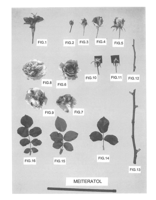 Figure 1 of US plant patent PP22470, the photograph of Meiteratol printed in the patent.