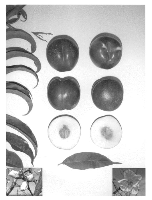 Figure 1 of US plant patent PP22471, the photograph of Pearl Time printed in the patent.