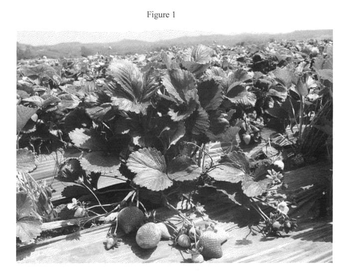 Figure 1 of US plant patent PP22472, the photograph of Sweet Ann printed in the patent.
