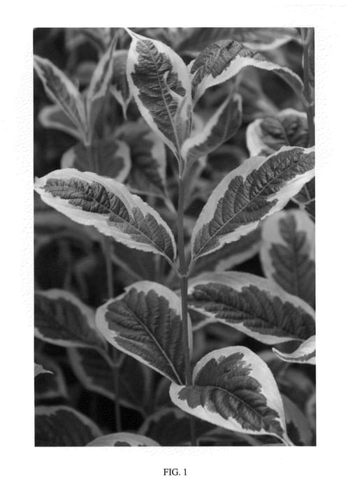 Figure 1 of US plant patent PP22473, the photograph of WF-2009 printed in the patent.